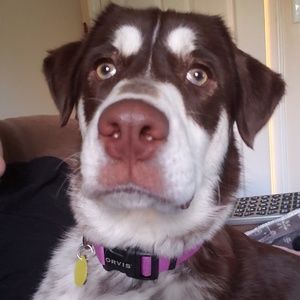 Meet your Posher, Amber